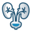 Icon of kidneys.